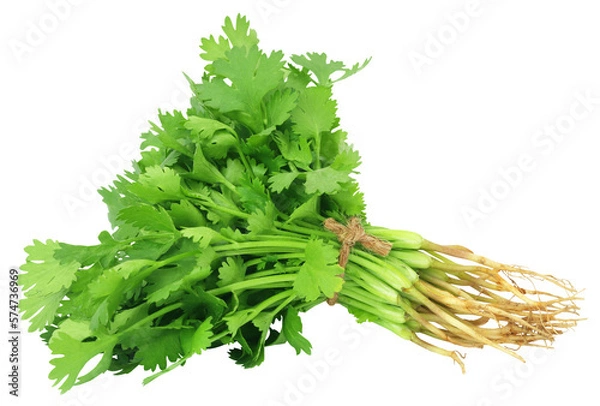 Obraz Fresh coriander leaves