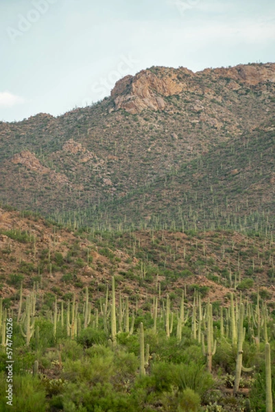 Obraz Cacti in Saguaro West National Park on a beautiful summer day