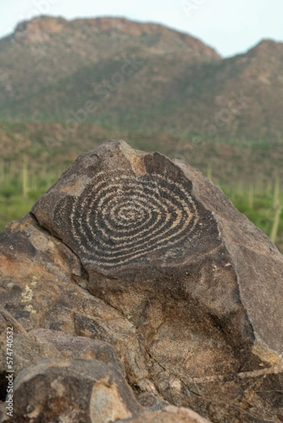 Obraz Cacti in Saguaro West National Park on a beautiful summer day