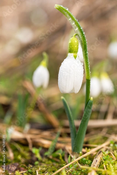 Fototapeta A tiny snowdrop with drops close up