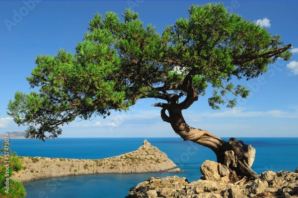 Obraz Lonely juniper