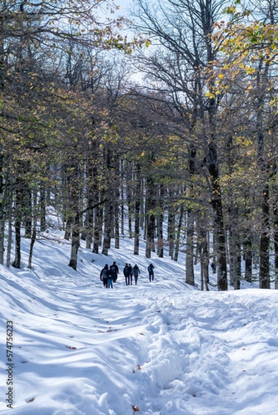 Obraz Scenic view of Akfadou Forest in Bejaia covered by snow