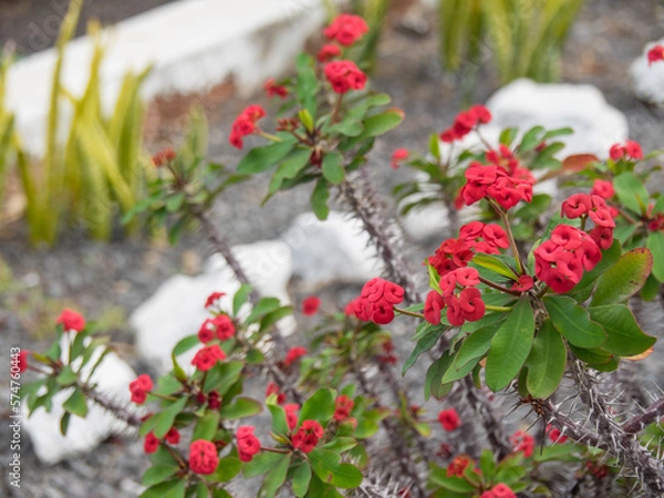 Fototapeta Vulkaninsel Lanzarote  in spanien