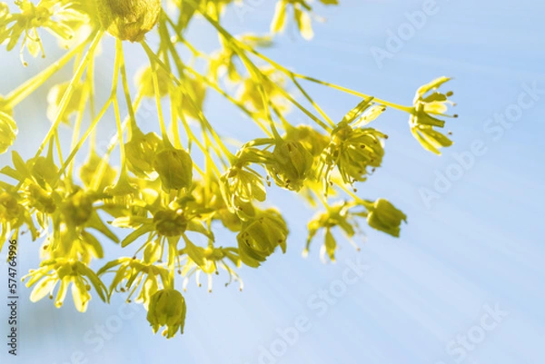 Obraz Plants shoots on a tree lighted with sun rays against clear blue sky.