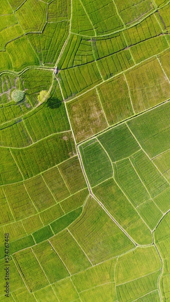 Fototapeta Aerial view of the green agricultural fields of rice and tea. Beautiful texture background for tourism, design and agro-industry. Tropical landscape in Asia