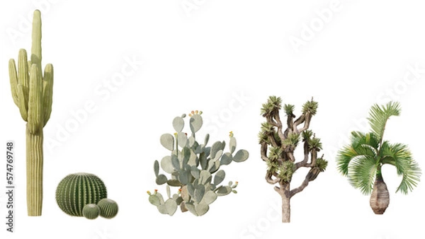 Fototapeta Set of view suculent Isolated on PNGs transparent background ,Use for visualization in graphic design	
