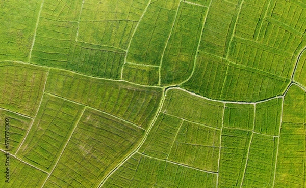 Fototapeta Aerial view of the green agricultural fields of rice and tea. Beautiful texture background for tourism, design and agro-industry. Tropical landscape in Asia