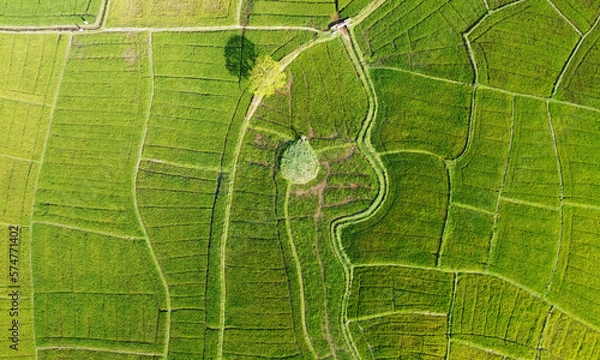 Fototapeta Aerial view of the green agricultural fields of rice and tea. Beautiful texture background for tourism, design and agro-industry. Tropical landscape in Asia