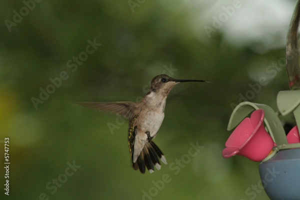 Obraz Humming bird