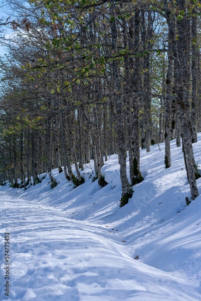 Obraz Scenic view of Akfadou Forest in Bejaia covered by snow