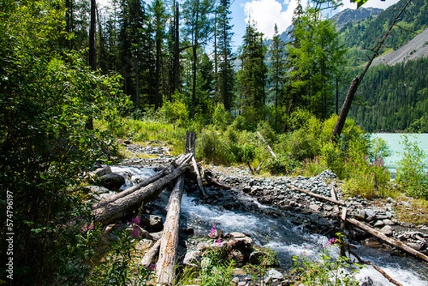 Obraz forest in the mountians