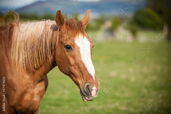 Fototapeta Portrait of a bay horse, 9 years old, outdoors in the rays of th
