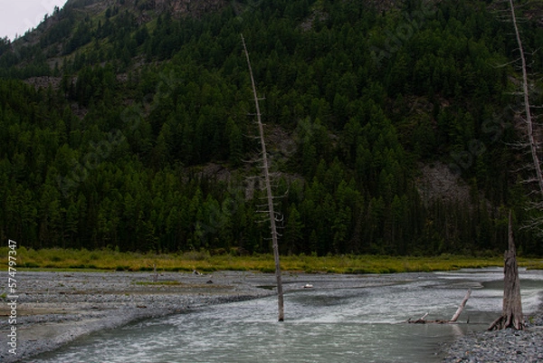 Obraz 
A tree in the water