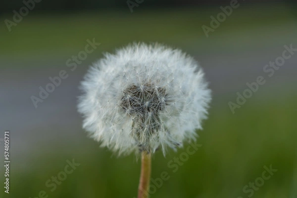 Obraz Mniszek pospolity