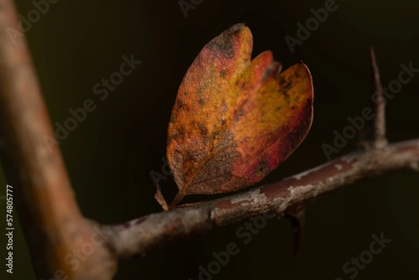 Obraz Czerwono żółty jesienny liść