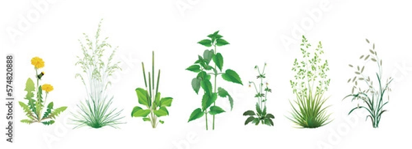 Fototapeta A set of realistic vector images of wild field, meadow, steppe (some medicinal) annuals and perennials, garden weeds - dandelion, plantain, nettle, fescue, viola and other cereal and foliar herbs.