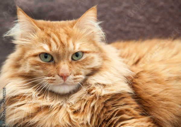 Obraz fluffy red cat close-up