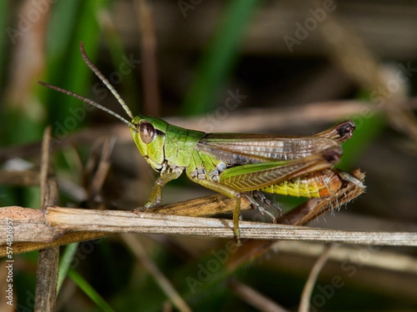 Fototapeta grasshopper on the grass