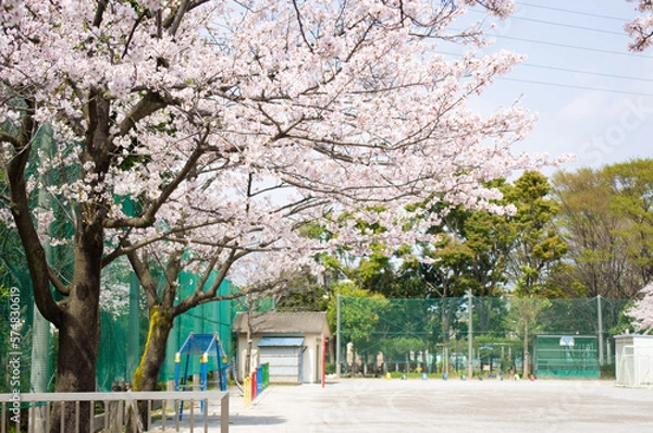 Obraz 校庭の桜