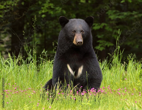 Obraz Black Bear in Wildflowers