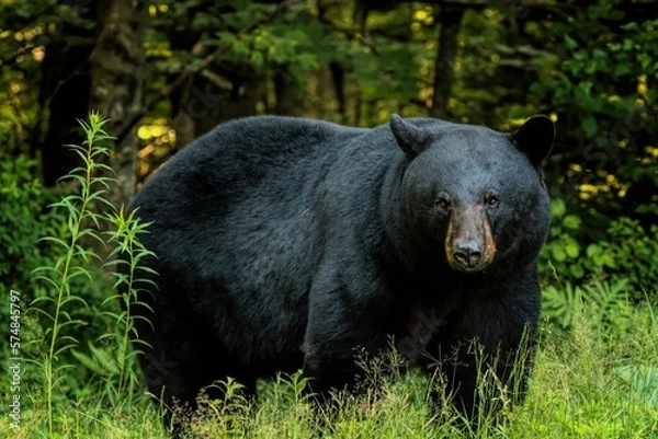 Obraz Black Bear Close-up