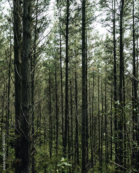 Obraz A dense forest full of tall and lush trees and greenery.