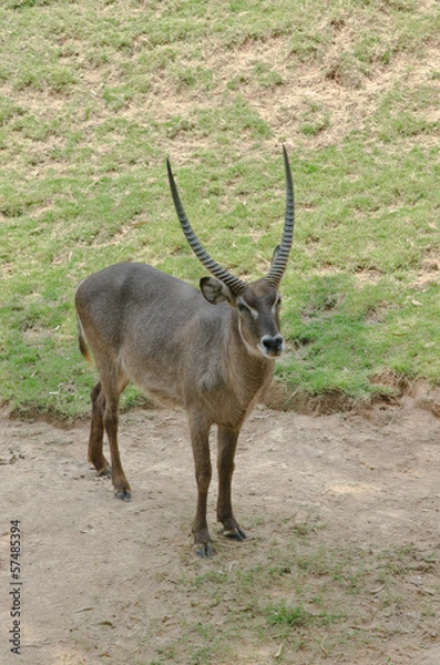 Obraz Waterbuck