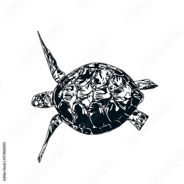 Fototapeta Black and white sketch of a turtle with transparent background