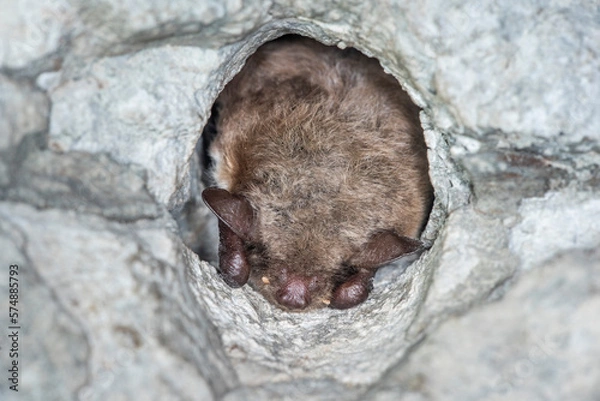 Fototapeta Hibernating Pond bat (Myotis dasycneme)	