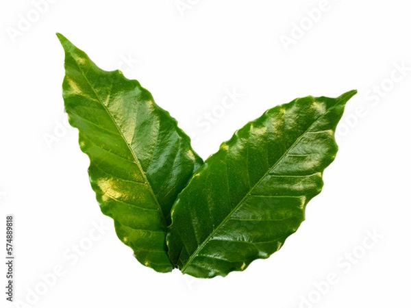 Obraz Coffee leaves on a white background