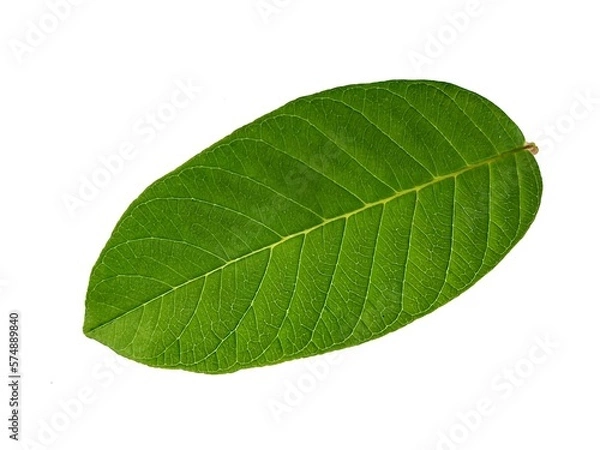 Obraz Guava leaves on a white background