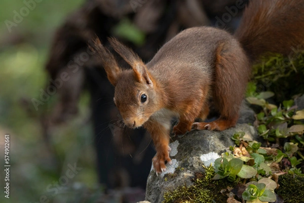 Fototapeta Eichhörnchen (Sciurus vulgaris)