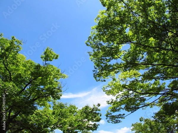 Fototapeta 真夏の空と欅