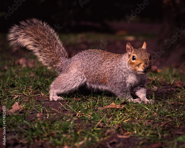 Fototapeta Squirrel