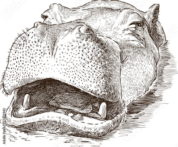 Obraz behemoth in the water