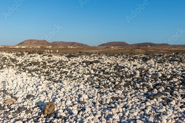 Fototapeta Detail of white colored polychaetes, resembling popcorn, from the shore of a beach. Blue sky and mountains in the background. Popcorn beach, Fuerteventura, Canary Islands.