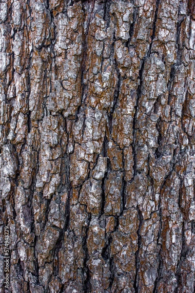 Obraz old brown tree bark, background with natural material texture