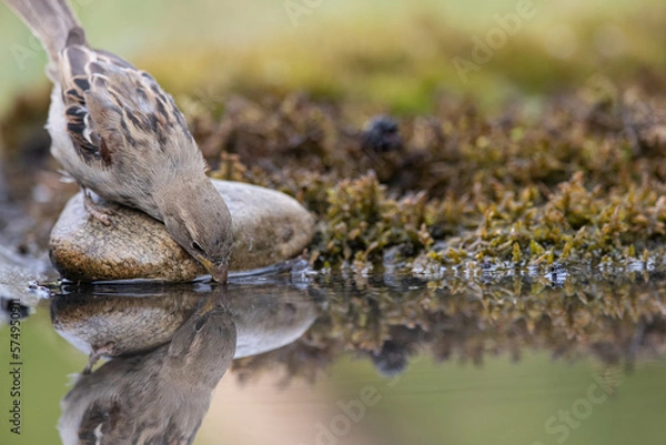 Fototapeta sparrow, Passer domesticus. a beautiful sparrow in a natural environment