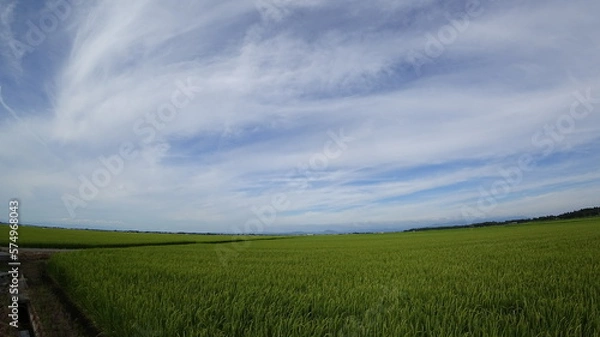 Fototapeta 見渡す限り田んぼ