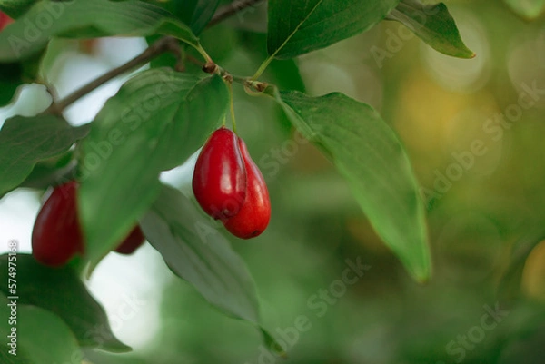 Obraz Cornus fruit. Ripe dogwood berries are hanging on a branch of dogwood tree in a garden on a blurred background on a sunny day. Cornelian Cherry Dogwood. Closeup, Selective focus