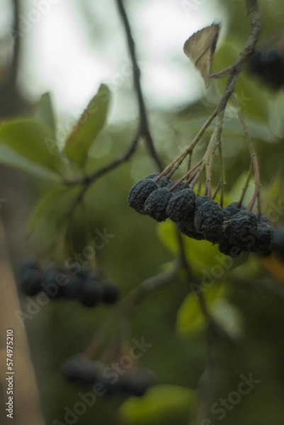 Obraz Aronia melanocarpa, black chokeberry, in organic garden on a blurred background of greenery. Close up macro.  Selective soft  focus