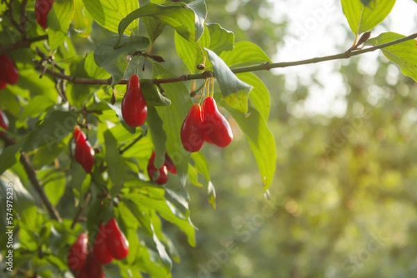 Obraz A lot of Cornus fruits, Cornus mas (cornel, Cornelian cherry, Cornelian cherry dogwood), Red dogwood berries in the organic garden on a blurred background of greenery, Rich harvest, Selective focus