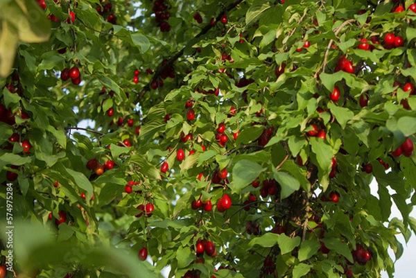 Obraz A lot of Cornus fruit, Cornus mas (cornel, Cornelian cherry),  ripe dogwood berries in the organic garden on a blurred background of greenery, Selective focus