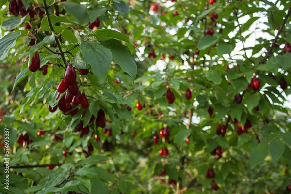 Obraz A lot of Cornus fruit, Branch of Cornus mas with leaves (cornel, Cornelian cherry),  ripe dogwood berries on a blurred background of greenery. Selective focus