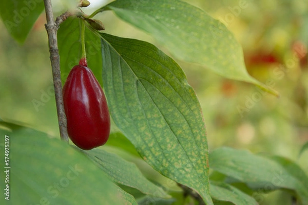 Obraz Cornus fruit, Cornus mas (cornel, Cornelian cherry, European cornel, Cornelian cherry dogwood), Red ripe dogwood berries in the summer garden on a fruit tree