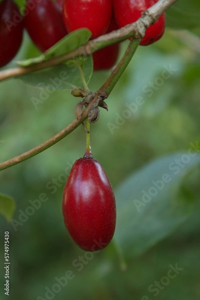 Obraz Cornus fruit, Branch of Cornus mas with leaves, cornel. Red ripe dogwood berries are hanging on a branch of fruit tree. Closeup, Vertical