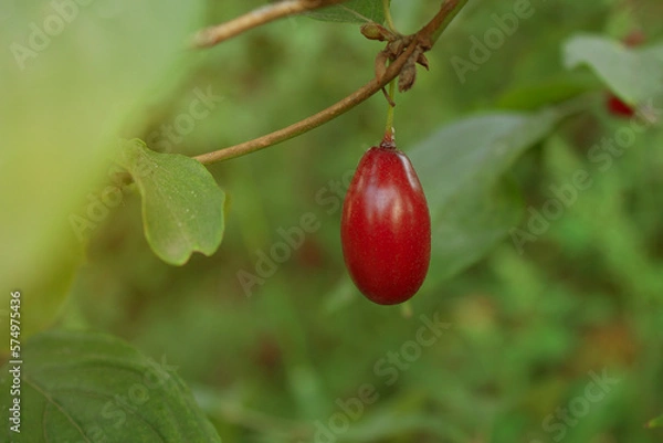 Obraz Branch of Cornus mas with leaves (cornel, Cornelian cherry, European cornel, Cornelian cherry dogwood) on a blurred background of greenery. Natural farm products, Close up