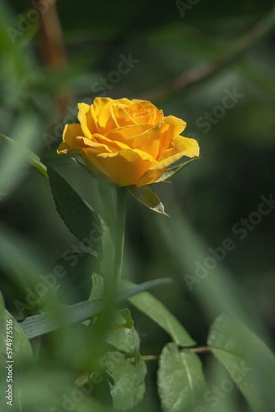 Obraz  Yellow rose flower. Blossom rose in the garden on a blurred background. Soft selective focus. Artistic photo of flowers. Close up macro