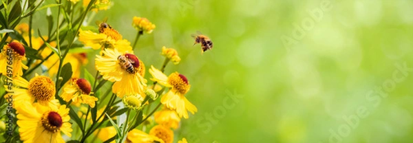 Fototapeta Nature summer Background with Bee collects nectar