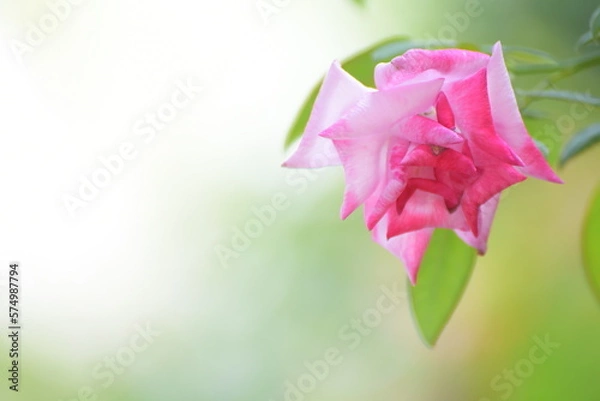 Obraz wallpaper with Hybrid rose on a blurry screen for a background